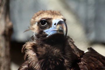 portrait of a vulture