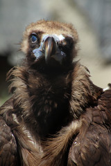 black vulture portrait