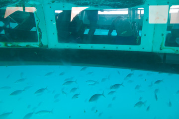Excursión marítima en barco de fondo de vidrio para observación submarinal. Parque Natural Isla...