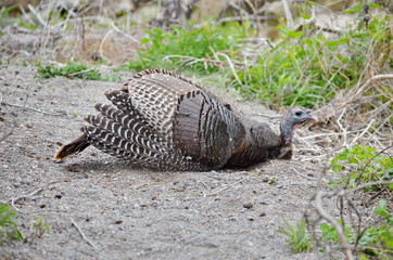 Wild Turkey taking a dust bath