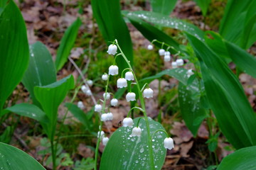green plant in the garden