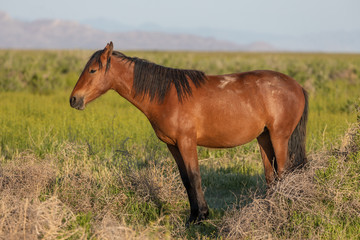 Naklejka na ściany i meble Beautiful Wild Horse in Spring in Utah