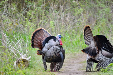 Two Male Wild Turkeys Displaying