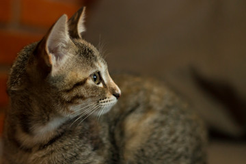 Cat lying on the couch looking to the side. Portrait of cat. Cat lying down