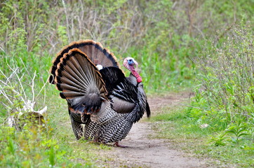 Two Male Wild Turkeys Displaying