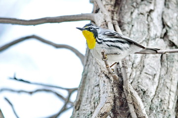 Yellow-throated Warbler (Dendroica dominica) 