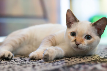 Cat lying on the living room rug. Cat seen looking at a camera