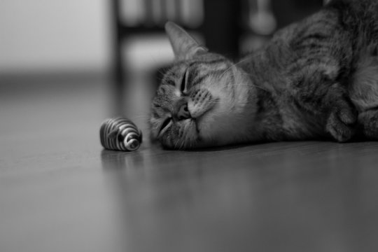 Black and white photo of cat. Sleeping cat sleeping. Cat fainted. Cat napping