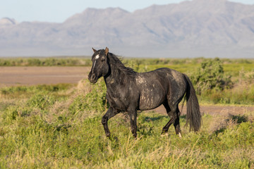 Beautiful Wild Horse in Spring in Utah