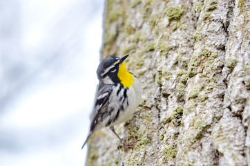 Fototapeta premium Yellow-throated Warbler (Dendroica dominica) 