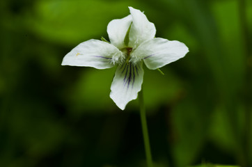 Striped Violet 2