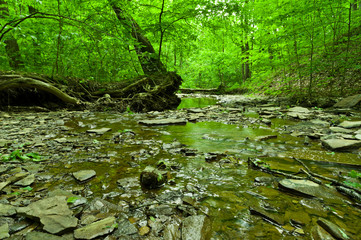 Peaceful Stream 1