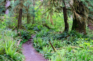 A trail leading through the Hoh rainforest of Washington state