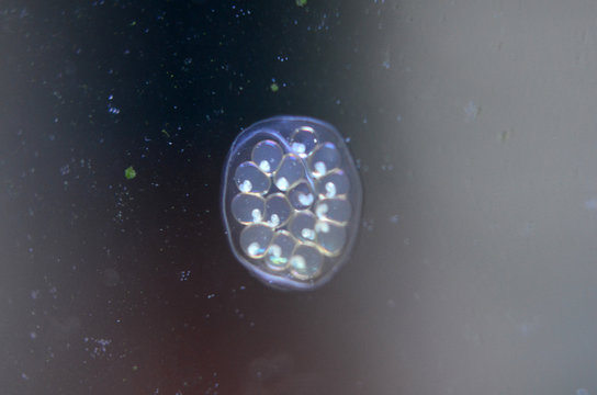 Snail egg red ramshorn inside tank.