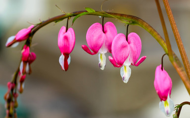 Pink bleeding heart flowers	