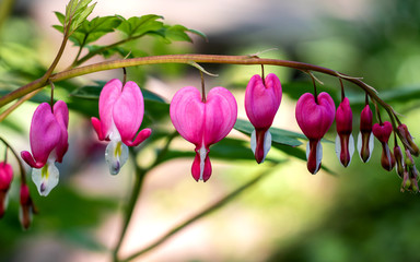 Pink bleeding heart flowers	
