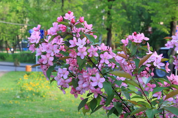 Apple tree blooming with beautiful pink flowers against a city street