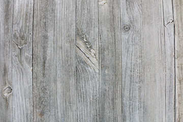 Naklejka premium Background of an old tree of gray color