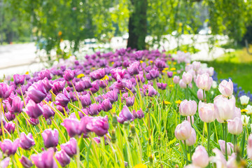 Violet tulip flowers on flowerbed in city park