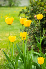 Orange tulip flowers on flowerbed in city park