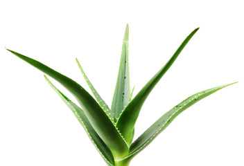 Obraz premium Aloe Vera On White Background