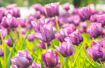 Violet tulip flowers on flowerbed in city park