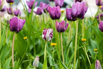 Violet tulip flowers on flowerbed in city park