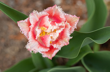 Fringed pink tulip flower on flowerbed in city park