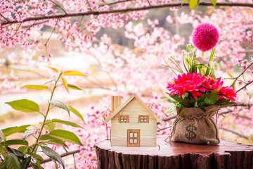 Fototapeta na wymiar Home model and money bag with growing put on the wooden table and flower wild himalayan cherry with bloom in the winter background on sunlight, Loan and business investment for real estate concept.