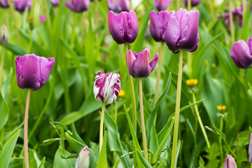 Violet tulip flowers on flowerbed in city park