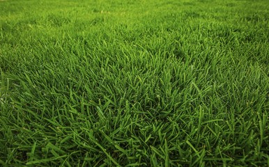 Beautiful view of front yard of private garden. Green grass lawn.