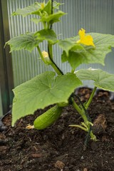 Close up view of first cucumbers. Healthy eating concept. Beautiful green nature backgrounds.