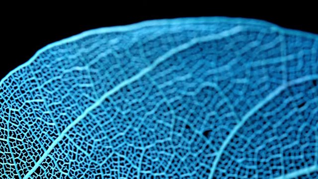 Skeletal background of leaf. Skeleton tree leaf close up.