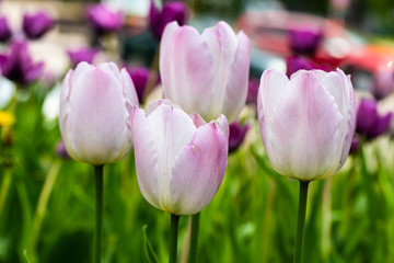 Fototapeta premium Violet tulip flowers on flowerbed in city park