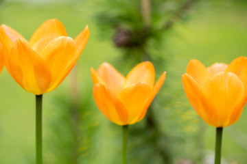 Orange tulip flowers on flowerbed in city park