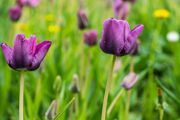 Obraz premium Violet tulip flowers on flowerbed in city park