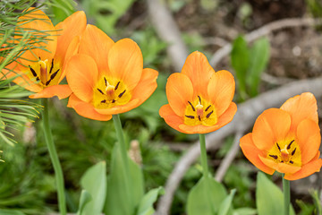 Orange tulip flowers on flowerbed in city park