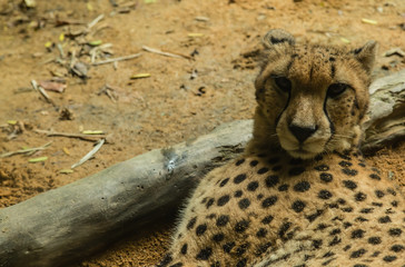 leopard rest on ground closeup
