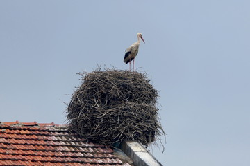 Storch auf Hausdach