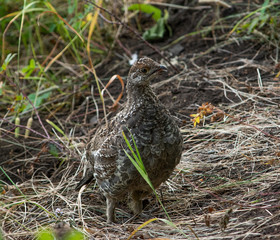 Dusky Grouse (Dendragapus obscurus) in Yellowstone National Park, August 23, 2018