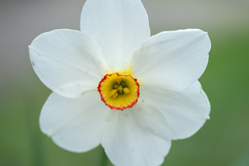 Narcissus poeticus on flowerbed in city park