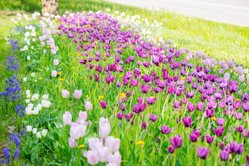 Violet tulip flowers on flowerbed in city park