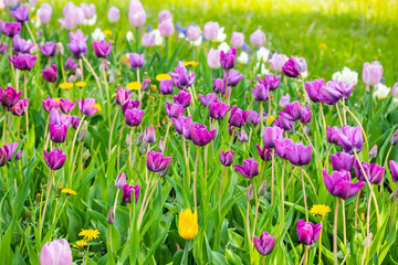 Violet tulip flowers on flowerbed in city park