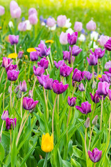 Violet tulip flowers on flowerbed in city park