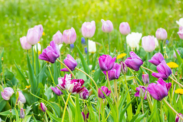 Obraz premium Violet tulip flowers on flowerbed in city park