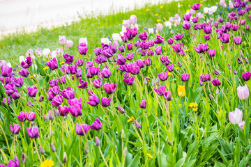 Violet tulip flowers on flowerbed in city park