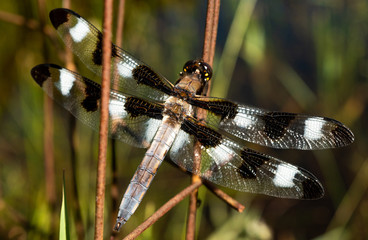 Common Whitetail Skimmer, male (Plathemis lydia) June 7, 2016