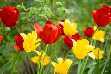 Red and yellow tulip flowers on flowerbed in city park