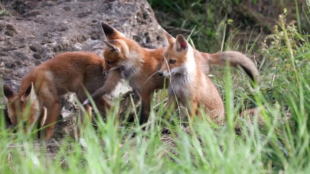 Cute red foxes cub playing near the burrow. Vulpes