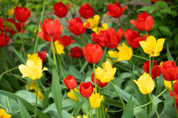 Red and yellow tulip flowers on flowerbed in city park